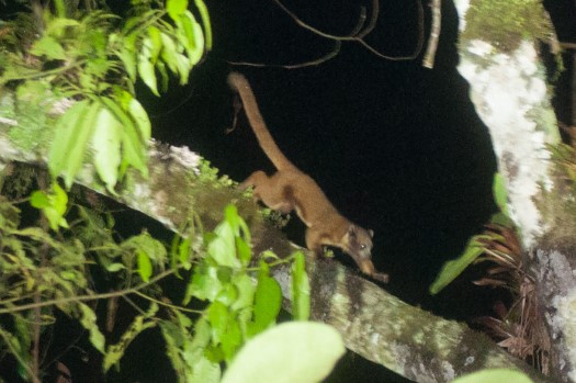 Kinkajou at Maquipucuna